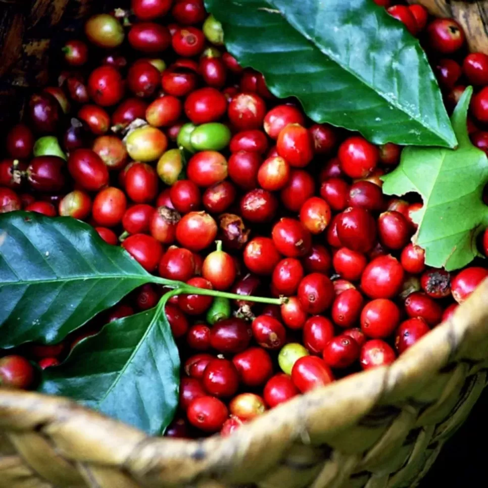 CÀ PHÊ BỘT ARABICA HỮU CƠ ORGANIC (Hữu cơ đã được kiểm nghiệm)